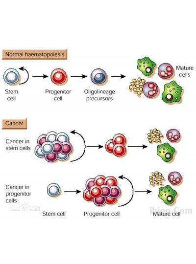 未來已來！干細(xì)胞療法在老年疾病治療方面的潛力正在逐步顯現(xiàn)！
